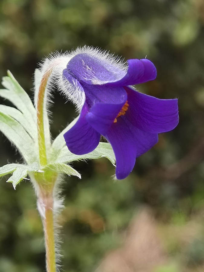 Pulsatilla turczaninovii en fleurs dans les steppes herbeuses de Sibérie méridionale